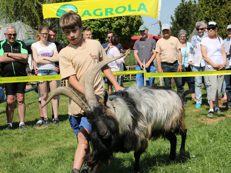 Montlingen 2018