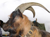 Stiefelgeiss Bock