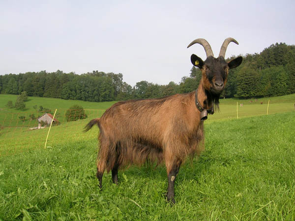 Schwarzstiefel